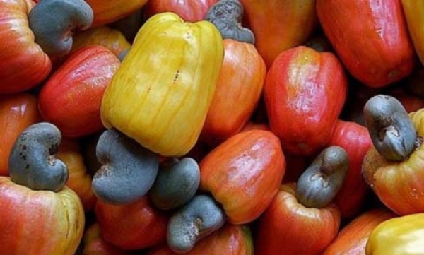 Bafing: One day the farmer for a better quality of cashew