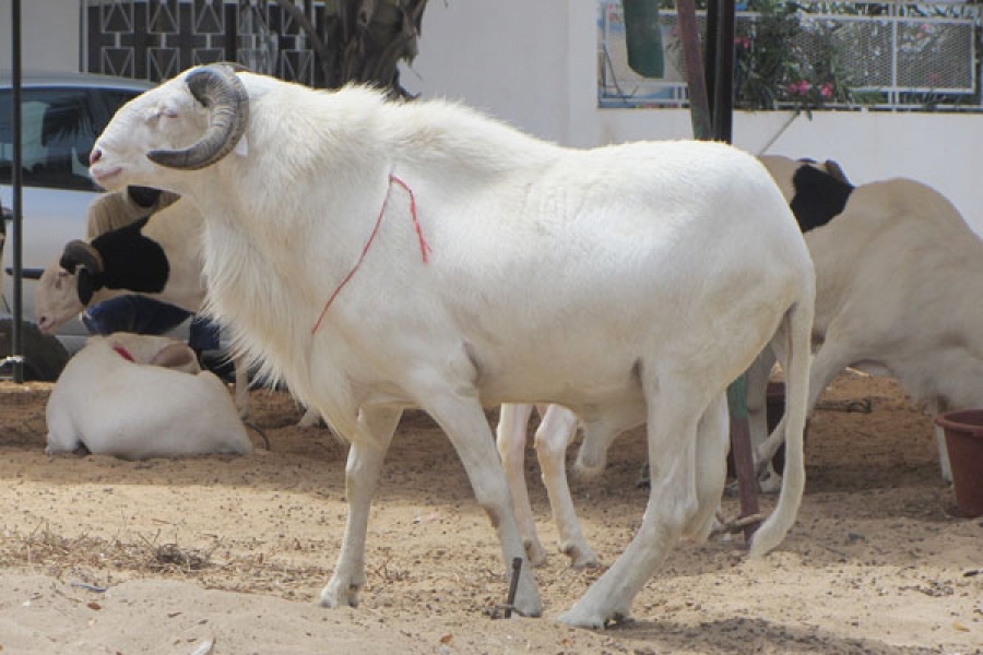 Tabaski: Difficile de s&#39;offrir un mouton à l&#39;abattoir de Port-Bouët (vidéo)  | FratMat