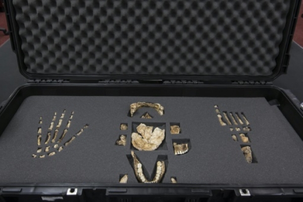 Photo fournie par l'université sud-africaine du Witwatersrand montrant les ossements de l'Homo Naledi, une espèce du genre humain jusqu'à présent inconnue, le 13 septembre 2014 à Johannesburg