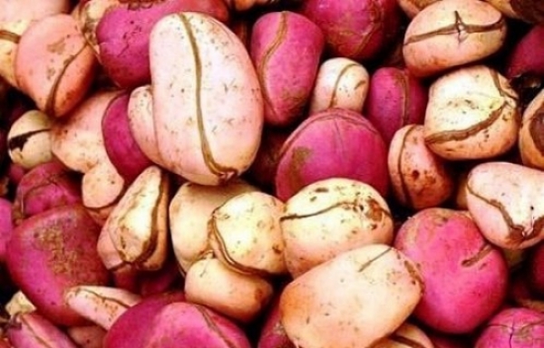 Diversification des produits agricoles en Côte d’Ivoire: beaucoup de planteurs s’orientent vers la culture de cola