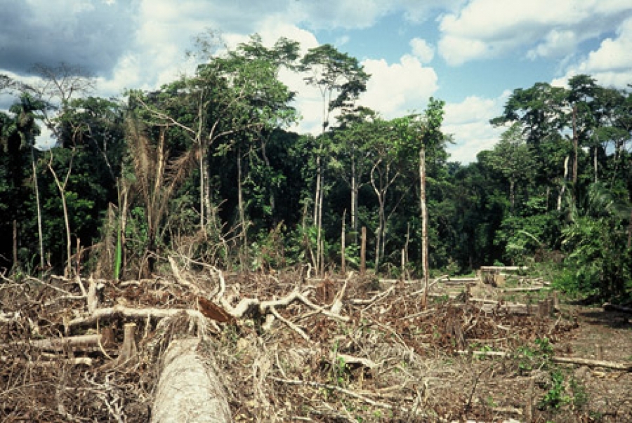 Fresco: Deux planteurs condamnés pour défrichement en forêt classée