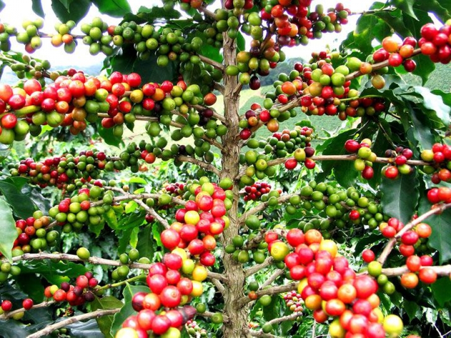 Campagne 2017-2018: Le gouvernement fixe le prix du café à 750 F CFA