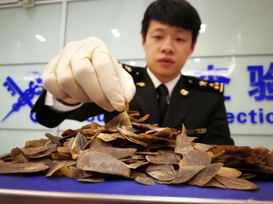 La douane de Yiwun dans l’est de la Chine a saisi le 21 février 2017 des écailles de pangolin et ivoires de contrebande.