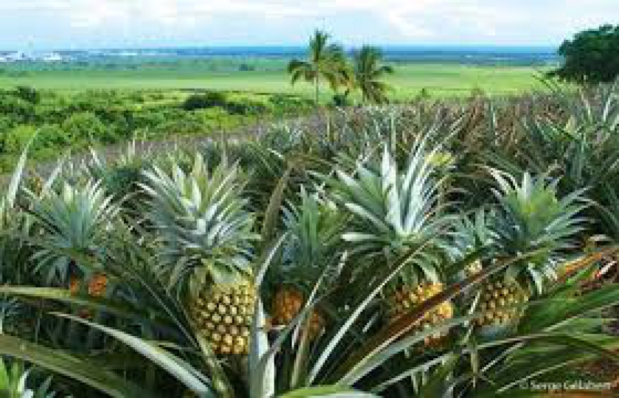 Bonoua: La filière ananas disparait de la localité