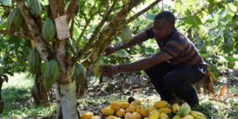 Le cacao ivoirien est très prisé à travers le monde. (DR)