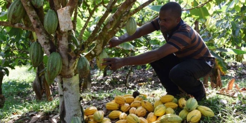 La culture du cacao est à la base de 30% de la déforestation en Côte d'Ivoire. (DR)