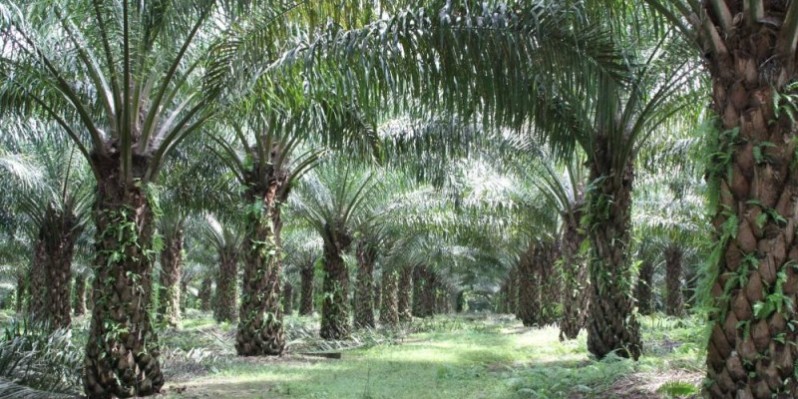 La filière palmier à huile joue un rôle indéniable dans l’économie ivoirienne. (DR)