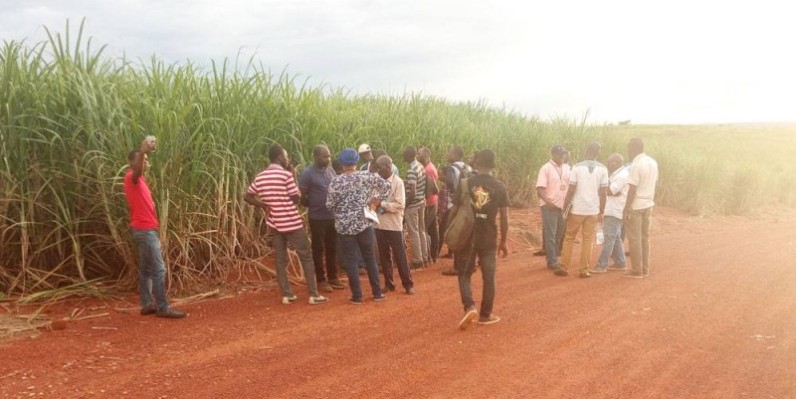 Les acteurs dans une plantation de canne à sucre. (DR)