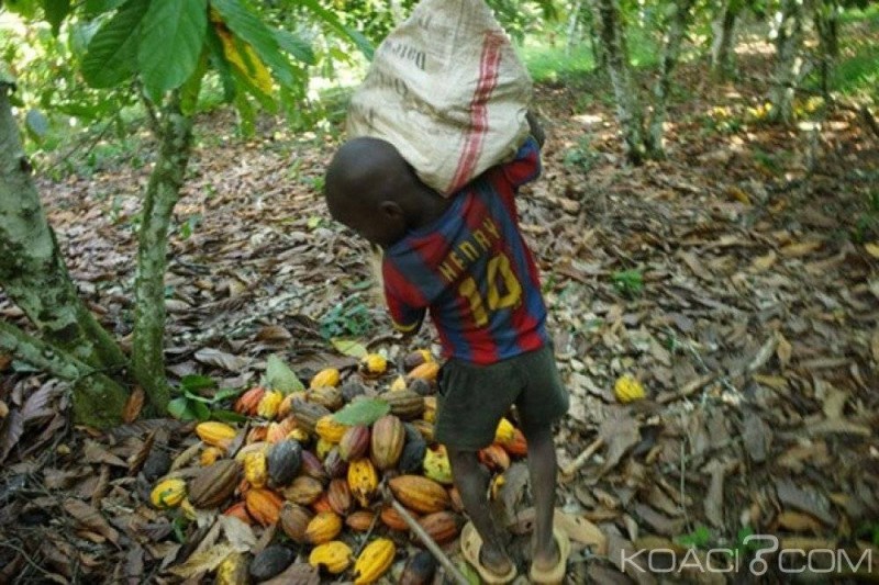 Une image d'archive d'un enfant travaillant dans la cacaoculture.(DR)
