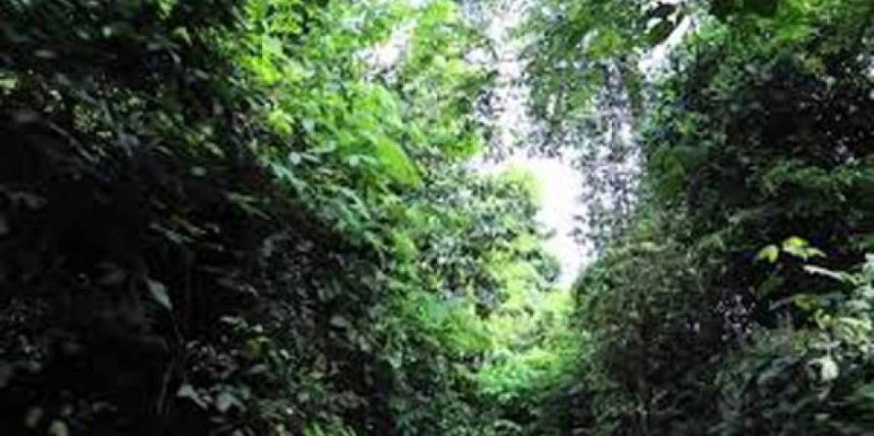 Une vue de la forêt classée de N'To. (DR)