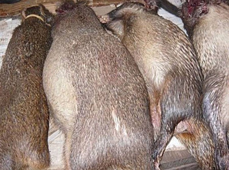 En Côte d'Ivoire, le gouvernement interdit la consommation de la viande de brousse.