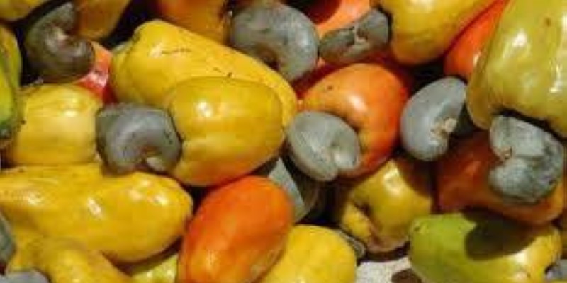 Noix de cajou