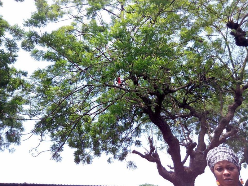Un enfant perché sur le Neem pour couper ses feuilles. (Marie-Ange AKPA)