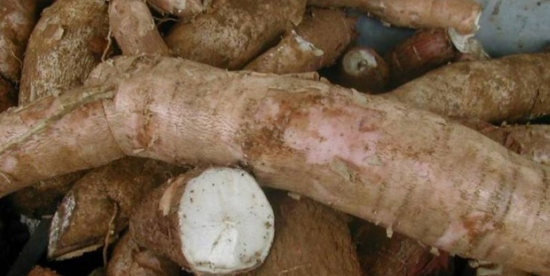 Une vue d'un tas de manioc. (DR)