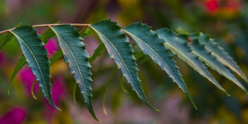 Feuille de Neem