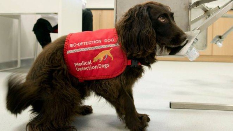 Un chien renifleur pour détecter une personne atteinte du coronavirus. (DR)