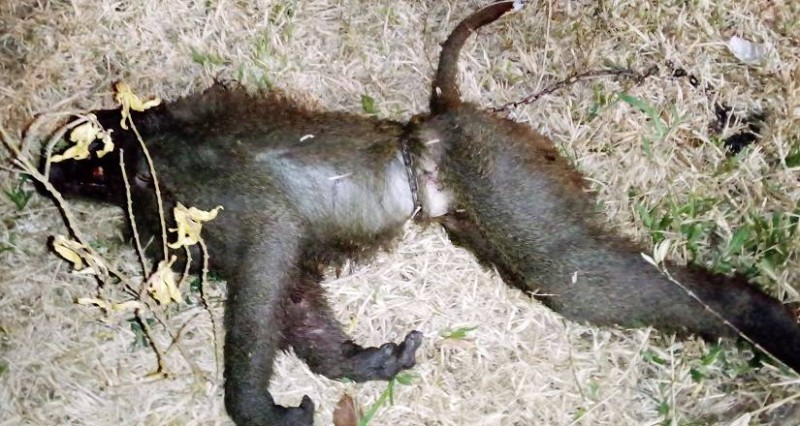 Le primate créait la panique au sein de la population. (DR)
