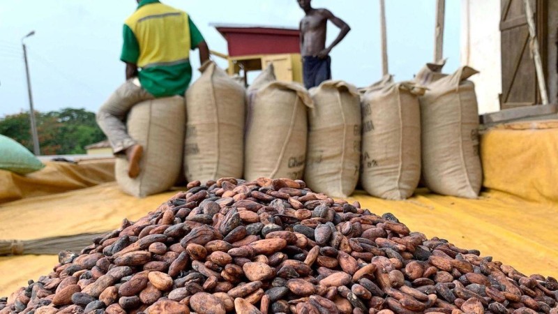 Des fèves de cacao (Dr)