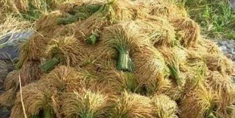 Le riz est produit en grande quantité dans la sous-préfecture de Tortiya. (DR)