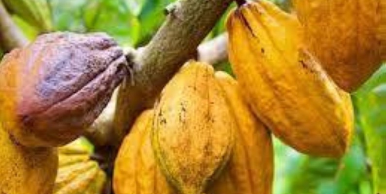 Une vue du cacao ivoirien. (DR)