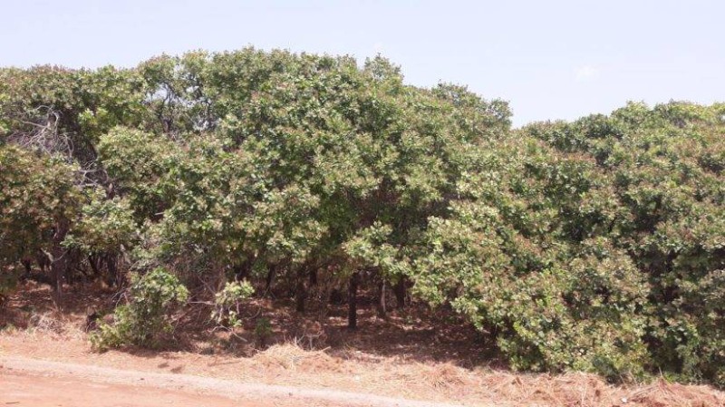 Une vue d'une plantation d'anacarde. (Photo: Dr)