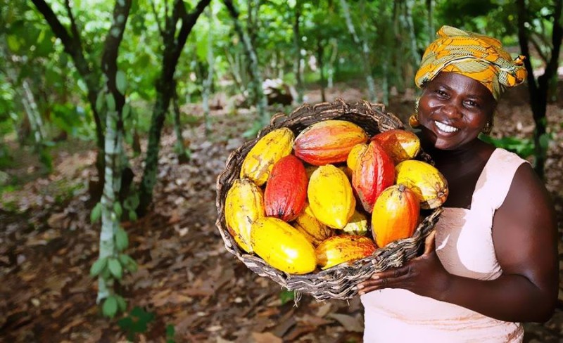 Cacao de Côte d'Ivoire (DR)
