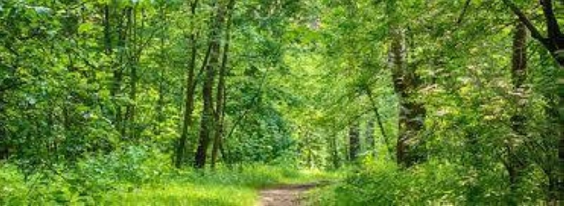 Une forêt, source de vie. (DR)