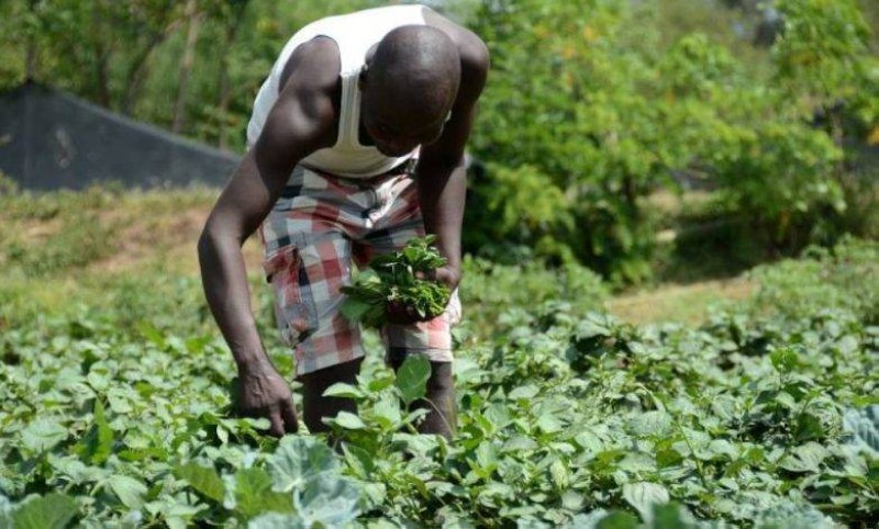 Formé à l'Institut Confucius de Dakar, un jeune Sénégalais a créé une ferme agricole à Touba