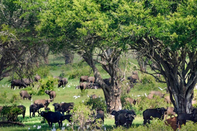 La Côte d’Ivoire et le Liberia sont décidés à créer un corridor écologique à partir des parcs nationaux de Taï et de Grébo-Krahn au Liberia. (Dr)