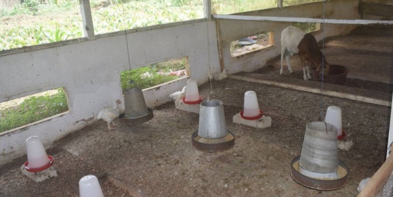 L’élevage de poulets et de lapins, pour l’insertion professionnelle des plus grands. (Photo : Sébastien Kouassi)