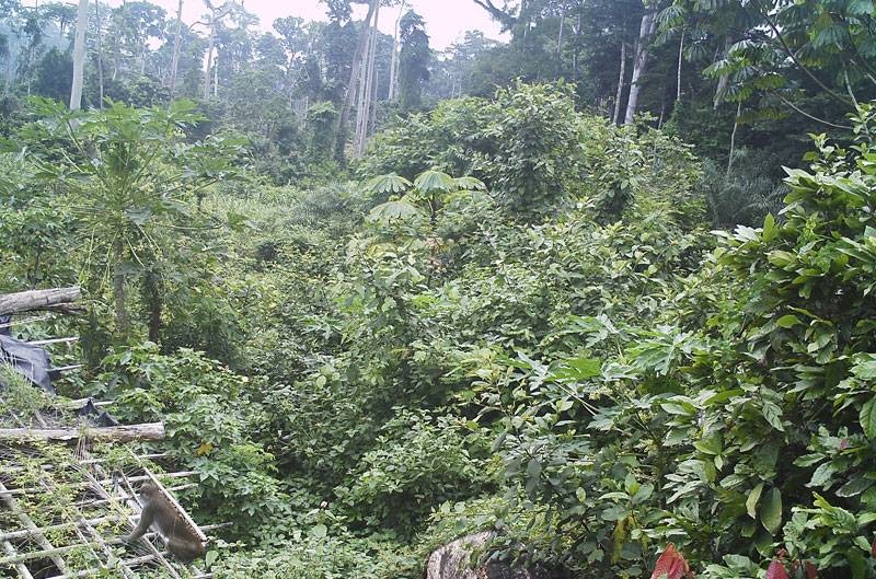 Un campement des ex-infiltrés envahi par la végétation. (DR)