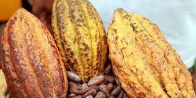 Cacao de Côte d'Ivoire. (DR)