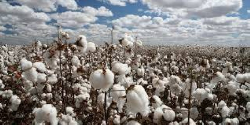 COTON