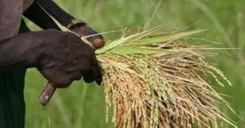 riz
