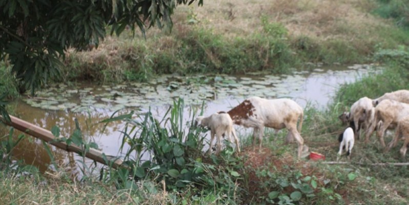 Les plus hautes autorités d’Arrah projettent de faire un aménagement touristique autour de la rivière Djabo qui a été abandonnée. (Photos: Véronique Dadié)