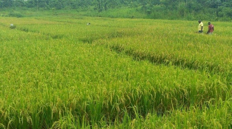 La Côte d'Ivoire dispose de nombreux bassins propices à la production du riz. (DR)
