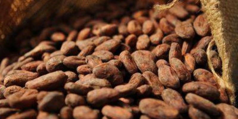 Les meilleurs producteurs du cacao ont été primés par le premier ministre, Hamed Bakayoko. (Dr)