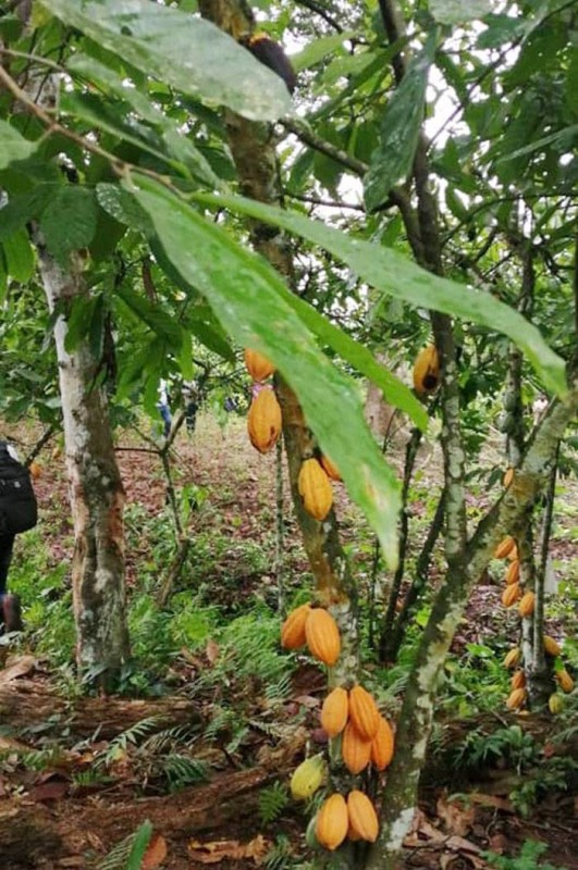La valorisation des systèmes agroforestiers pour lutter contre la déforestation. (Dr)