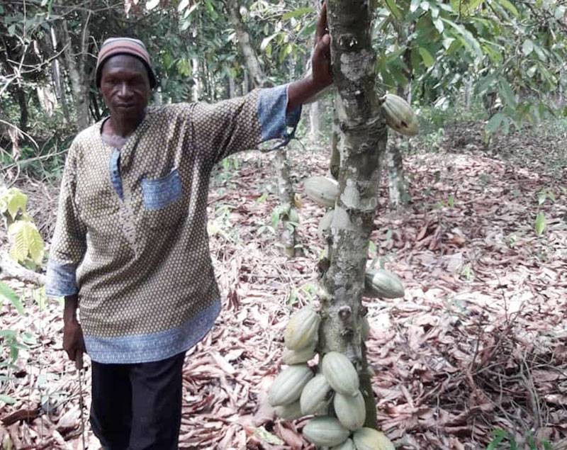 Le producteur est heureux du rendement de la nouvelle variété de cacao bio. (Dr)