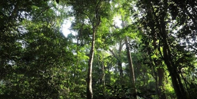 La Côte d’Ivoire est formellement engagée à limiter ses émissions dues à la déforestation et la dégradation des forêts. (DR)