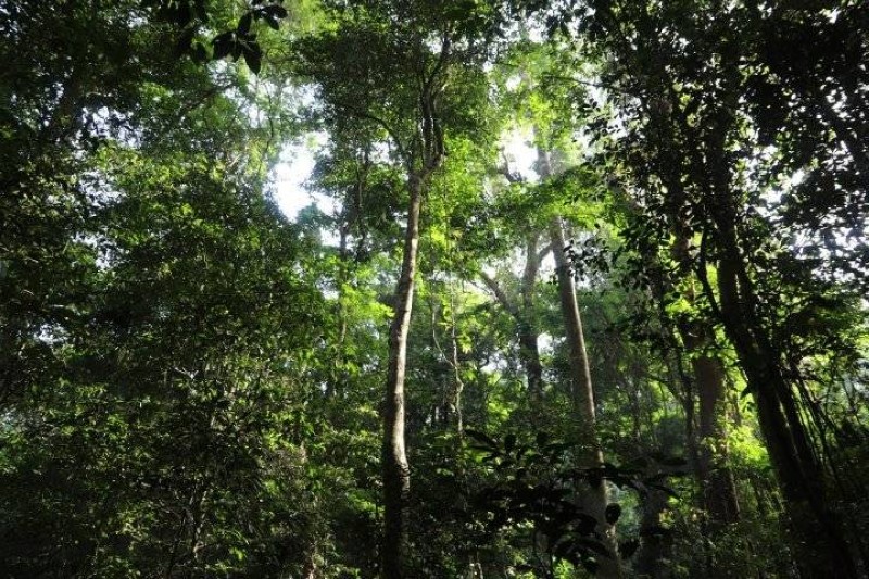 La Côte d’Ivoire est formellement engagée à limiter ses émissions dues à la déforestation et la dégradation des forêts. (Dr)