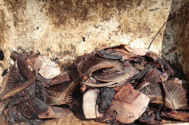 Les branchies de poisson séchées et prêtes à être transformées. (Photo : Ange Kumassi)