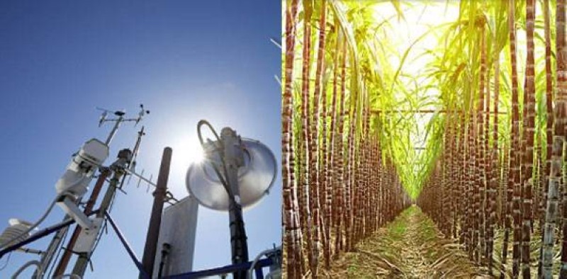 Le projet Climsucaf pour une meilleure production de la canne à sucre. (Dr)