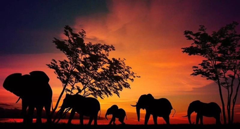 elephant