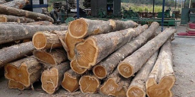L'exploitation forestière est règlementée en Côte d'Ivoire. (DR)