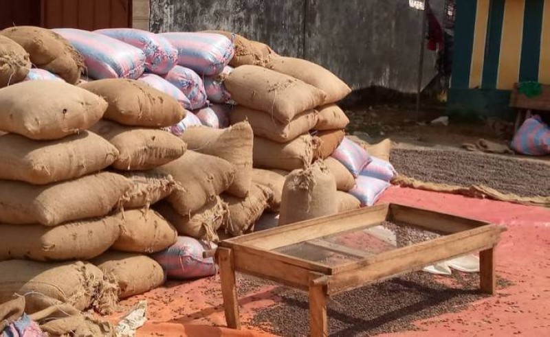 Des sacs de cacao stockés dans les entrepôts des coopératives à Abengourou (DR)