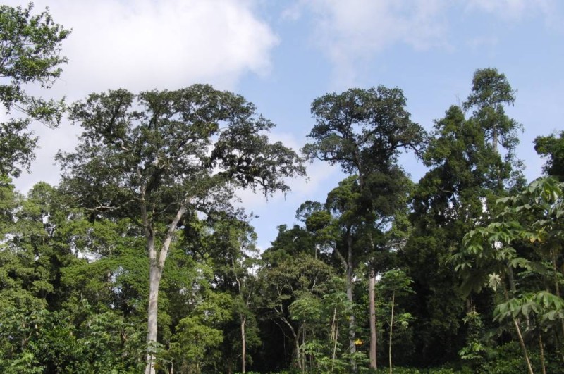 Le groupe Sifca fait de la préservation des forêts, une priorité. (DR)