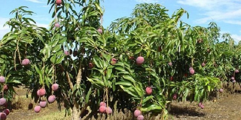 Des chercheurs veulent trouver une solution à la perte des mangues après la récolte (DR)