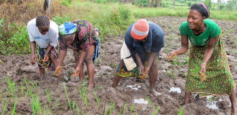 Dans un étang de riz (FAO)