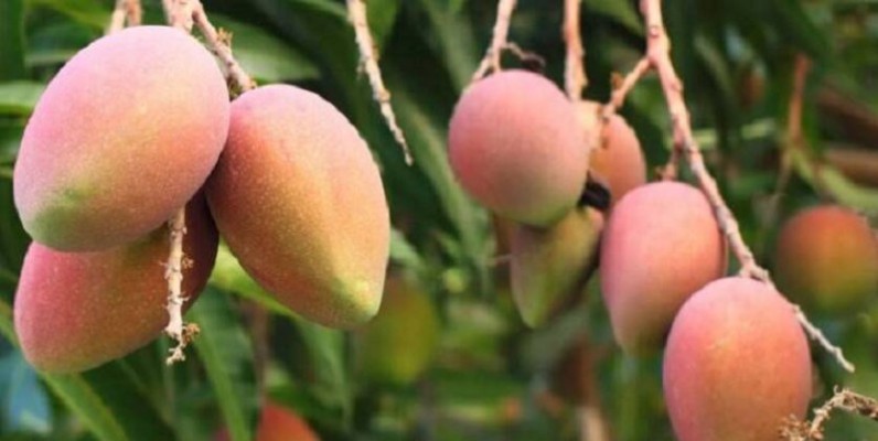 La campagne 2020 de la mangue a été particulièrement difficile à cause de la Covid-19 (DR)